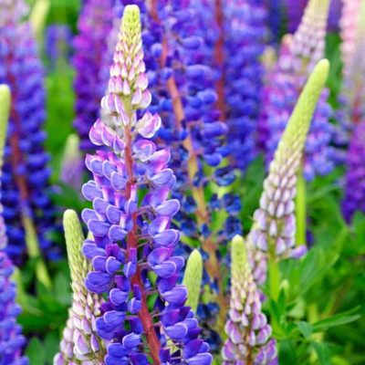 JD AGRO MIX LUPIN seeds Seed(40 per packet)