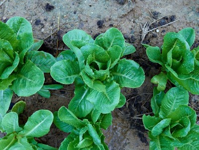 Qualtivate PUAS-1A Parris Island Cos Romaine Lettuce Seeds Seed(300 per packet)