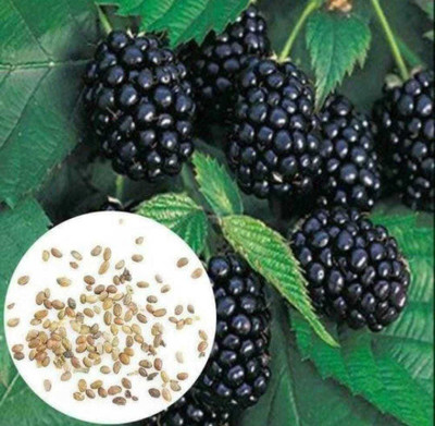 Oliver mulberry(shahatoot) Seed(57 per packet)