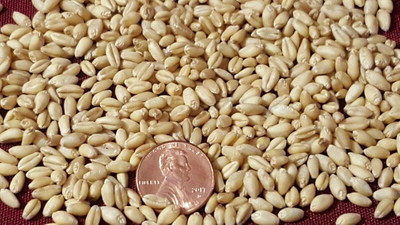 KNESSiN Wheatgrass Kit - Rich Brown - Grow Wheat Grass[2000 Seeds] Seed(2000 per packet)