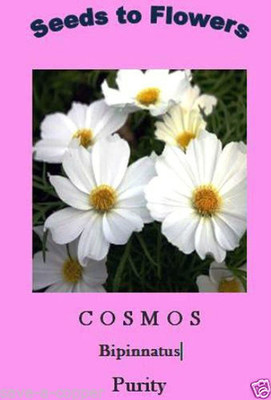 CYBEXIS Cosmos BIPINNATUS Sensation - Purity White Seed(50 per packet)