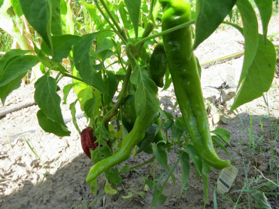 granthi Long Size Green Chili Seed(2000 per packet)