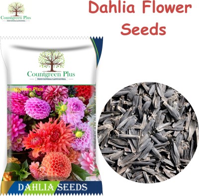 Countgreen Plus Dahlia Mixed Flower Seeds for Home and Garden Seed(200 per packet)