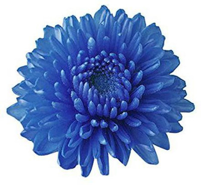 CYBEXIS F1 Hybrid Daisy Seeds - Blue Seed(1 g)