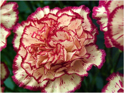 CYBEXIS Carnation - Double Striped Seed(1 g)