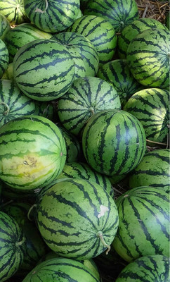 KNESSiN Hybrid Petite Yellow Watermelon Seeds For Kitchen Gardening-(100 Seeds) Seed(100 per packet)