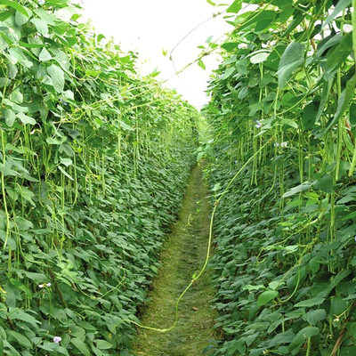 CYBEXIS F1 Hybrid Long Beans Seeds200 Seeds Seed(200 per packet)