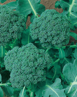 VibeX ® VMR-293 Di Ciccio Organic Broccoli Seeds Seed(200 per packet)