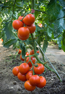 seedkart tomato Seed(55 per packet)