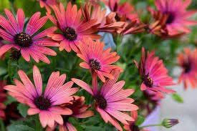CYBEXIS Pink Osteospermum Flower Seeds/Half-Hardy Perennial Seed(1 g)