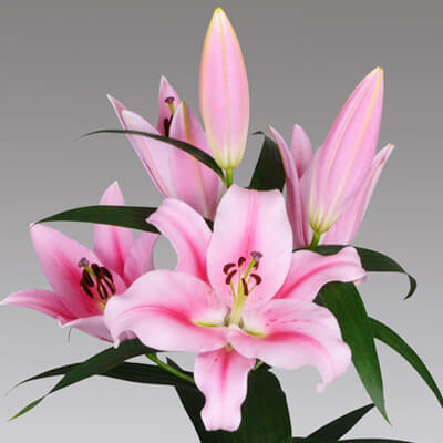 Audbhidhi Oriental Lily Flower Bulbs for Winter Flower Seed(2 per packet)