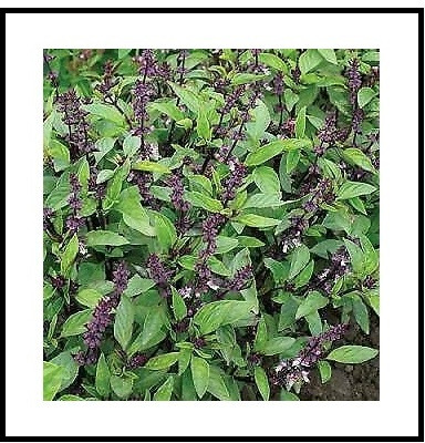 Qualtivate GBPUT-1 Basil Queenette Ocimum basilicum Seed(1000 per packet)