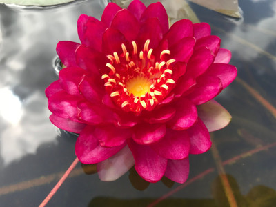 MAHAMAYA A TO Z Red Water Lily Seed(2 per packet)