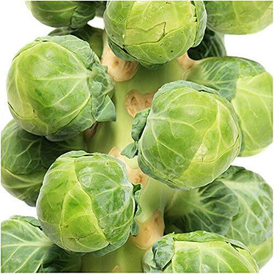 WILLVINE HUA -I Brussels Sprouts Long Island Improved [5g] Seed(1500 per packet)
