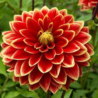 Hybrid Galaxy dahlia beautiful flower hybrid seeds 1-packet Seed(10 per packet)