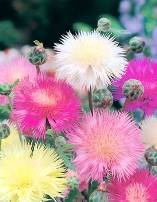 EVEMP Mixed Sweet Sultan (Centaurea imperials) Seed(50 per packet)