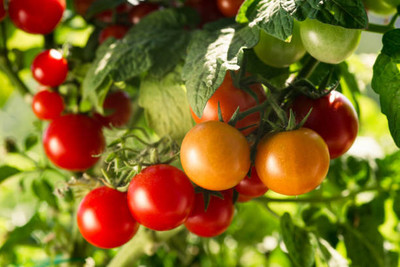 SIDDHI VINAYAK tomato Seed(145 per packet)
