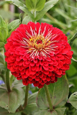 Lorvox Zinnia Double Mixed Color Flower Seed(100 per packet)