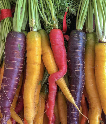 VibeX GUA-66 - Carrot Mix of 6 Colorful Varieties - (750 Seeds) Seed(750 per packet)
