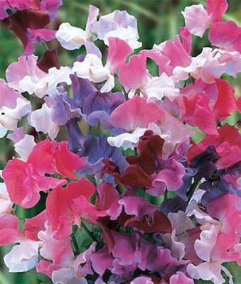 VibeX ® VLR-288 Sweet Pea Seeds Dreams Mix Seed(50 per packet)