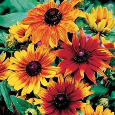 VibeX XLL-18 - Autumn Colors Gloriosa Daisy - (180 Seeds) Seed(180 per packet)