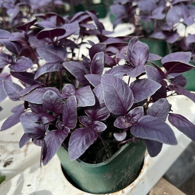 Quentova Basil – Purple Fire-VS Seed(250 per packet)
