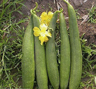 VibeX PAU-96 - Sponge Gourd Tori - (100 Seeds) Seed(100 per packet)