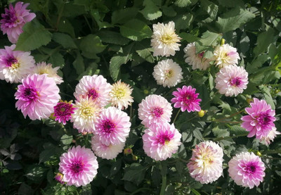 CYBEXIS Rare Pink Dahlia Pompon Seed(50 per packet)