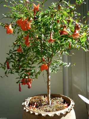 VibeX HUA-14 - Rare Red Big Pomegranate - (270 Seeds) Seed(270 per packet)