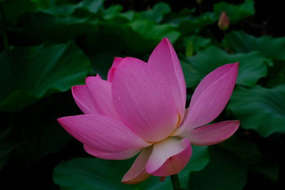 MAA lotus,kamal seeds Seed(5 per packet)