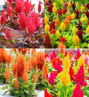 ibains Celosia flower seeds all colours biij 40 Seed(40 per packet)