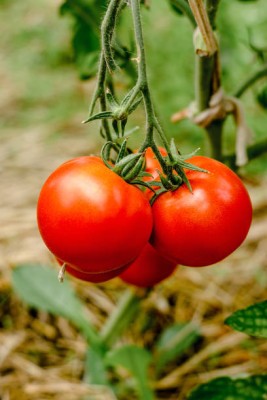 SH ENTERPRISE tomato Seed(85 per packet)