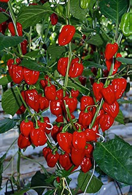 CYBEXIS XL-29 - Hybrid Red Capsicum - (450 Seeds) Seed(450 per packet)