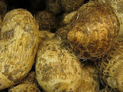 KANAYA Taro Root/Arbi Bulbs Seed(4 per packet)