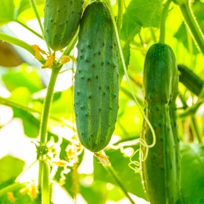 Quentova Cucumber Centella F1 Seed-NCS-5X Seed(300 per packet)