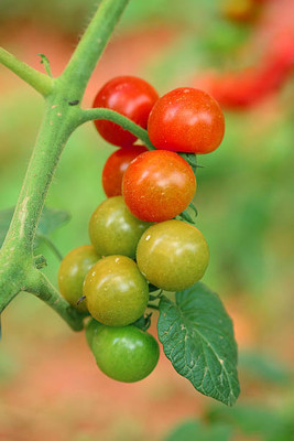 SSPLANTS tomato Seed(130 per packet)