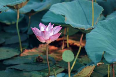 GOAGRO lotus,kamal seeds Seed(15 per packet)
