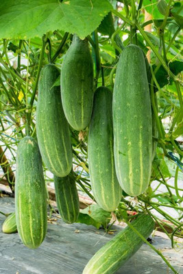 GREENSEA Cucumber, Desi Kheera Seed(125 per packet)