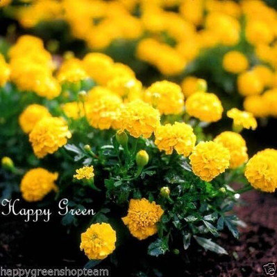 WILLVINE FRENCH MARIGOLD DWARF - YELLOW BOY-[200 Seeds] Seed(200 per packet)