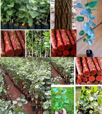 ibains red chandan tree seeds beez 25 Seed(25 per packet)