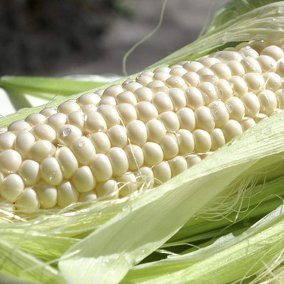 CYBEXIS Delicious Vegetable Crop Corn Seeds 2000 Seeds Seed(2000 per packet)