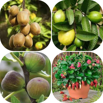 seedx Hybrid Kiwi, Strawberry, Guava, Anjeer, Combo Pack Seeds, Mega Combo Pack Seed(48 per packet)