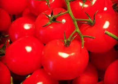 Oliver hybrid f1 quality tomato Seed(95 per packet)