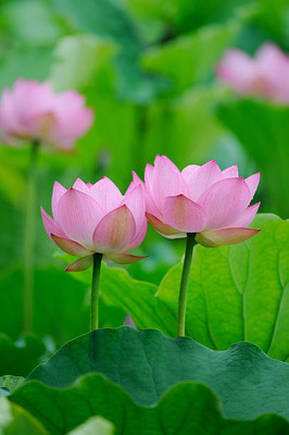 gorgeous moement lotus,kamal gatta Seed(14 per packet)