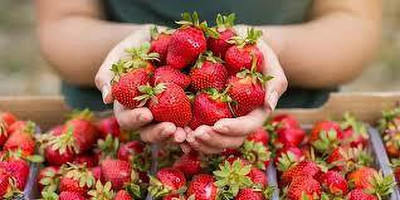 XOLDAA F1 quality organic strawberry fruit seeds Seed(22 per packet)