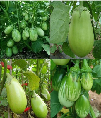 ibains Green long brinjal seeds beez 20 Seed(50 per packet)