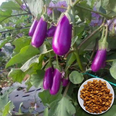 LPR BAGAN Seed(30 per packet)