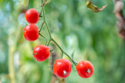 Dbbrothers tomato Seed(55 per packet)