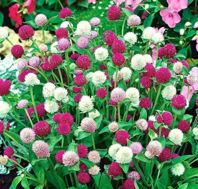 Quentova Globe Amaranth Mix Color-VIC-2C Seed(40 per packet)