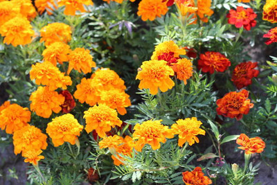Epoojacart marigold/gende ka phool flower seeds Seed(75 per packet)